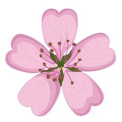 Pink cherry blossoms. Coloring book. Stock illustration. Isolated image on white background.