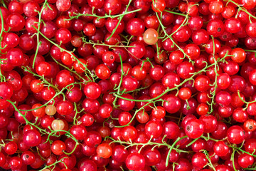 background of ripe juicy red currant berries