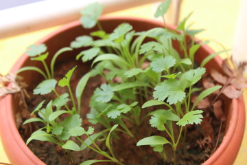  Coriander seedlings growing fast after the first rain during end of summer