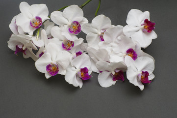 romantic branch of white orchid on gray background.