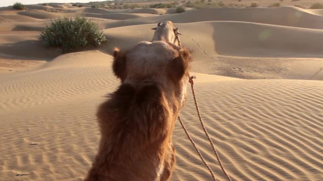 Camel looks into the distance of The Great Indian desert, Thar
