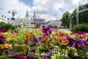 Fototapeta na wymiar Colorful flowers. Slovakia