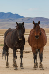 Obraz premium Wild Horses in the Utah Desert in Sumemr