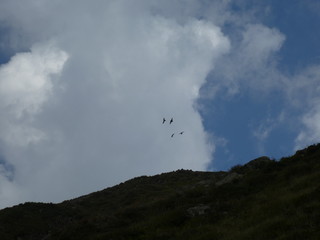 crows in the sky over a summit rock in the mountains