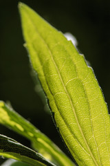 Backlit Leaf Macro