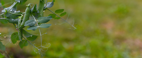 green pea pods on branches with dew drops
