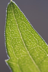 Extreme Macro Leaf