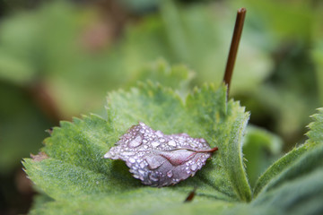 Droplets on Leaf