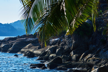 Looking through palm leaves at the coastline with black granite rocks, palm trees, blue water. Early morning at picturesque  tropical palm beach with large granitic boulders. Nature background..