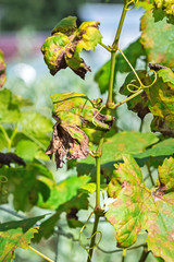 A dangerous disease of grape Mildew - downy mildew ( lat. Of plasmopara viticola )