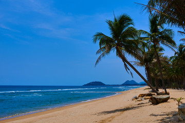 Plakat Landscape of paradise tropical island beach. Palm trees at tropical coast. Untouched tropical beach. Beautiful tropical golden sand beach and coconut palm trees. Holiday and vacation concept.