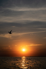Obraz na płótnie Canvas Sunset over the River with Bird
