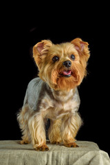 portrait of a Yorkshire terrier in a photo studio on a dark background