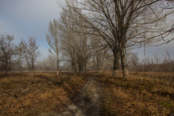 Fototapeta premium Осенний лес