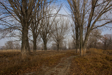 Fototapeta premium Лес