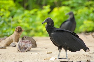 Black Vultures on the Beach