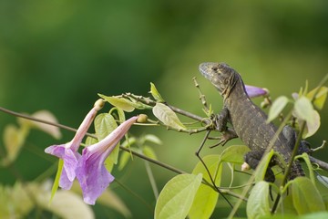 Juvenile Black Iguana in a Bush