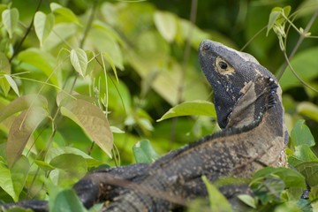 Female Black Iguana in a Bush