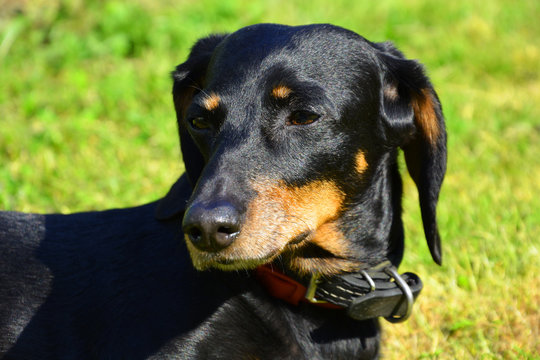 dog, animal, pet, black, canine, puppy, doberman, cute, dachshund, brown, rottweiler, portrait, pets, mammal, domestic, animals, breed, isolated, pinscher, white, purebred, guard, terrier, eyes, dober