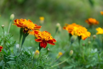 Colorful flowers. Slovakia