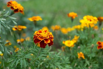 Colorful flowers. Slovakia