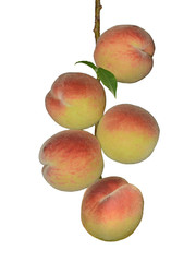 Delicious peach fruit on a branch isolated on a white background