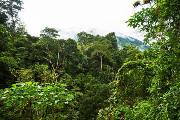 Amazing scenic view tropical forest with a thick fog on background green trees in the morning rays of the sun. Lush green jungle summer background. Traveling and adventure concept.