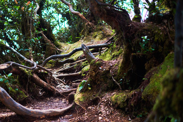 Jungle wild forest with interlacing of the roots of large trees. Landscape at mystical tropical mossy forest with amazing jungle plants. Concept for mysterious nature and fairy tale background..