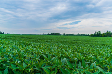 field of soybeans