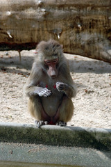 baboon