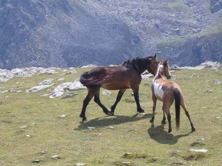 horses grazing in the mountains of italy