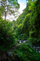 Fototapeta na wymiar Amazing scenic view of a tropical forest with a river on a background of green trees in the morning sun. Mountain rainforest wate stream with fast flowing water and big stones. Travel concept.