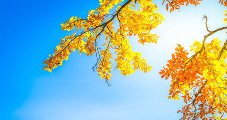 Vibrant yellow Walnut fall tree foliage with copy space on blue sky background, banner