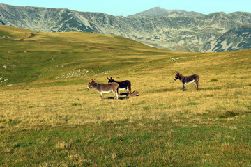 Fototapeta premium Donkeys on the mountain