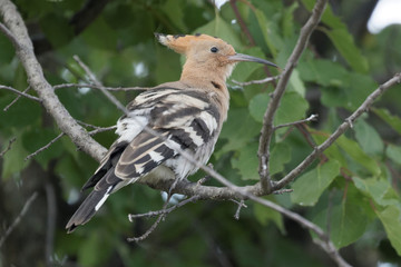 Hoopoe sitting on a branch, colorful bird.  A fantastic bird.
