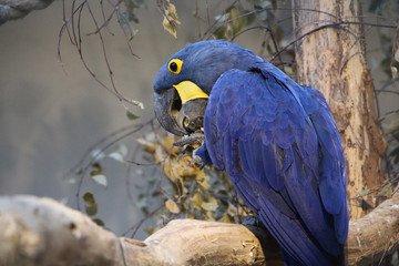 Blue Parrot Hyacinth Macaw eating breakfast