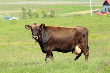 Cow in the meadow