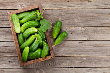 Fresh garden cucumbers