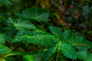 Green leaves with drops water of tropical plant growing in wild evergreen plants on dark background. Tropical leaf texture, dark green leaves. Abstract of green leaves in the tropical garden.