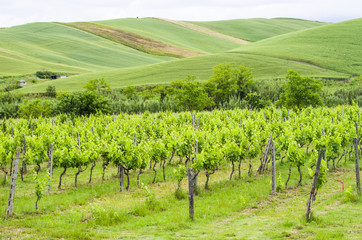 Fototapeta na wymiar landscape with cultivated fields and vineyard