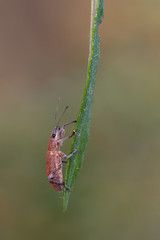 Horn beetle or longicorn beetle. Beetle photographed in its natural environment.