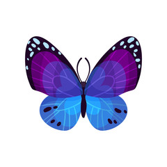 Beautiful bright butterfly insect vector Illustration on a white background