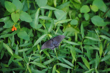 Beautiful Little Butterfly
