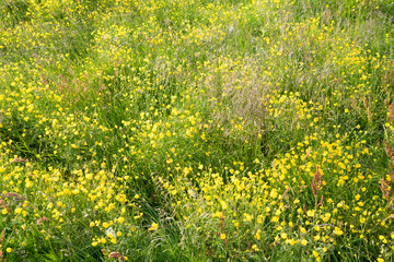 Blumenwiese im Gebiet um Bakkager&eth;i / Ostfjorde - Island