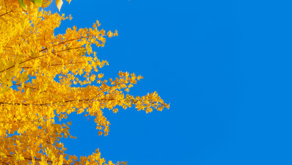 Obraz na płótnie Canvas Vibrant fall yellow golden tree foliage on bright blue sky background banner