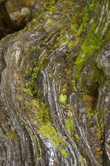 Fototapeta na wymiar rock and moss in forest 