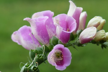 Branch of foxglove flowers Digitalis purpurea on green background