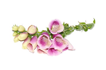 Branch of foxglove flowers isolated on white background © hhelene