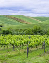 Fototapeta na wymiar landscape with cultivated fields and vineyard