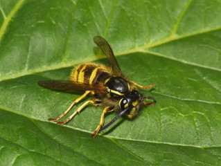 Norwegian wasp Dolichovespula norwegica sitting on a green leaf